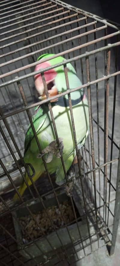 Kashmiri Raw Parrots Breeding Pair with Cage for Sale . 03224344385