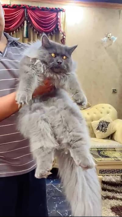 Percesion Cat