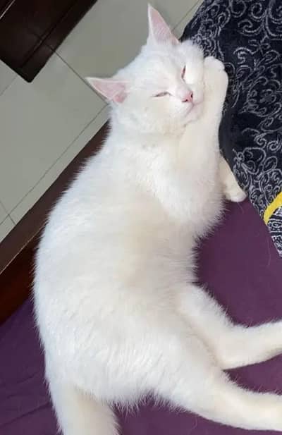 Persian Male cat  Above 6-7 months old