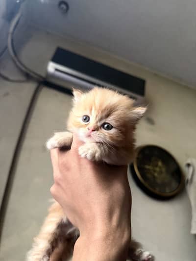 Persian kittens
