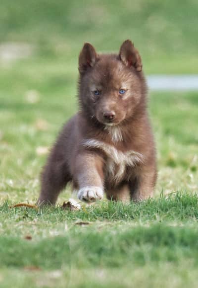 FCI Pedigreed Husky