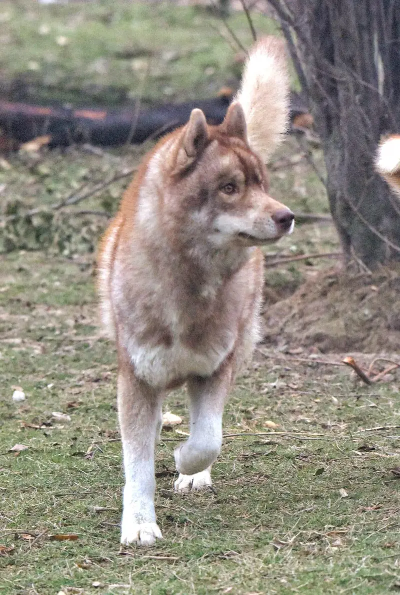 FCI Pedigreed Husky — photo 2