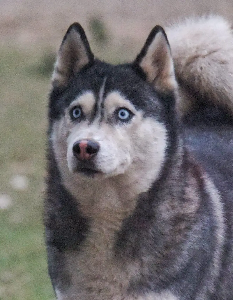 FCI Pedigreed Husky — photo 3