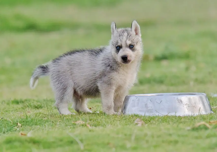 FCI Pedigreed Husky — photo 4
