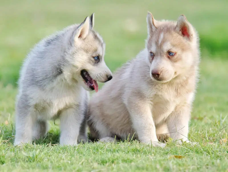 FCI Pedigreed Husky — photo 5