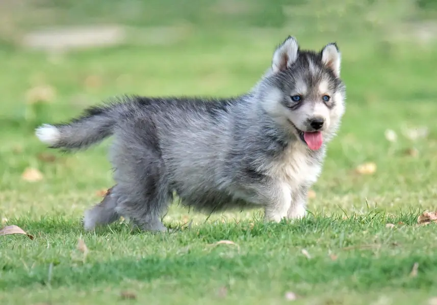 FCI Pedigreed Husky — photo 7