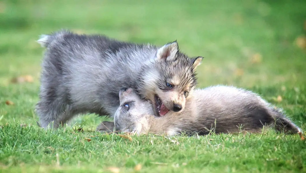 FCI Pedigreed Husky — photo 8