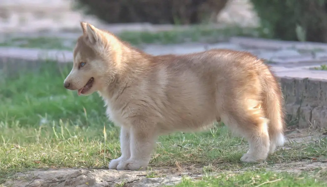 FCI Pedigreed Husky — photo 9