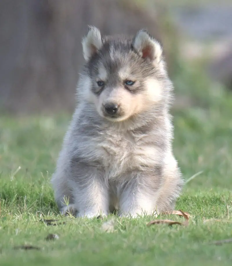 FCI Pedigreed Husky — photo 10