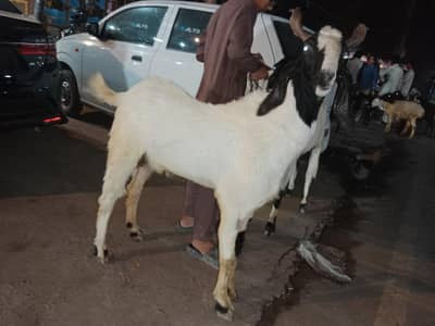 Beautiful Goat White Color