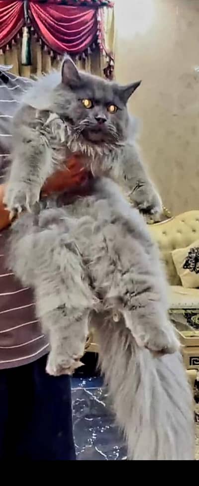 Percesion Cat