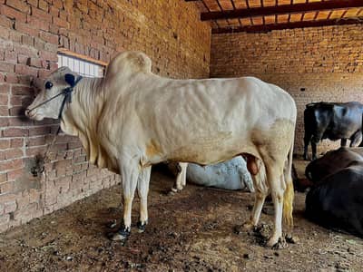 Qurbani bull for sale | washa | wara | janwar