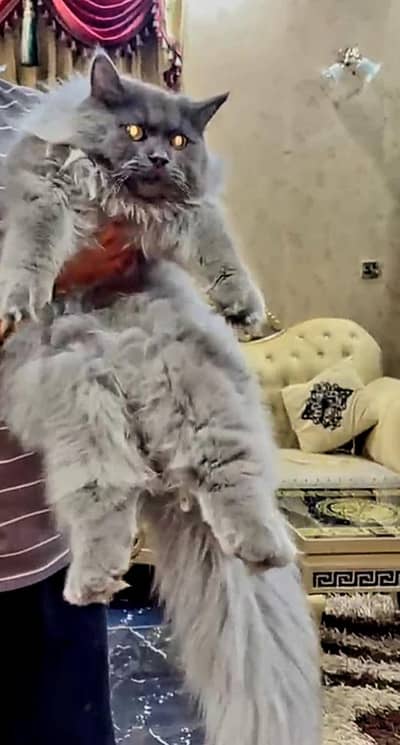 Percesion Cat