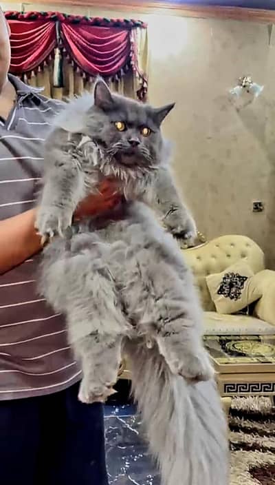 Percesion Cat