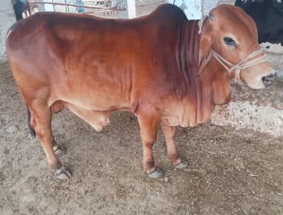 Qurbani animal