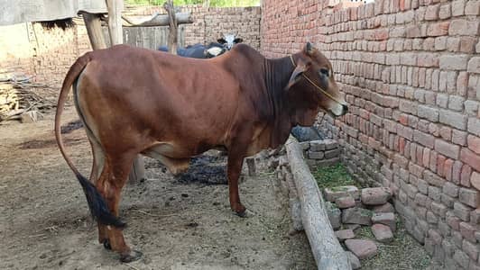 Sahiwal Bull 2 Daant