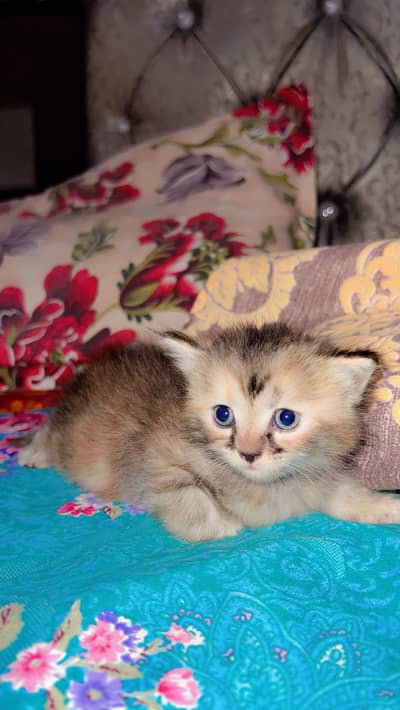PERSIAN CAT BABY