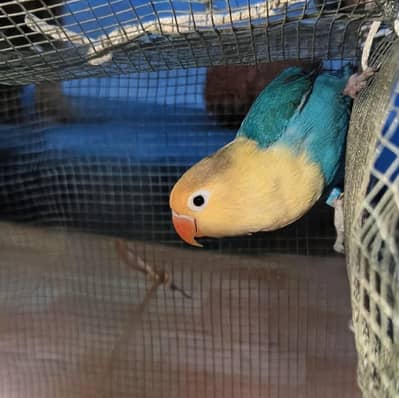 parblu