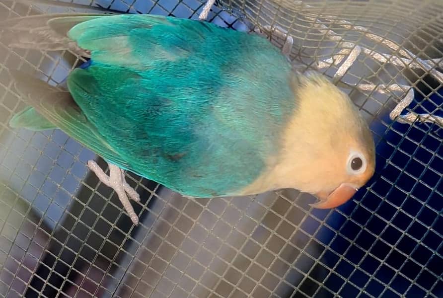 parblu 1