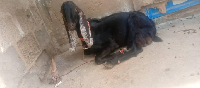 2 andu bakre or 1 bakri