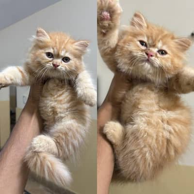Persian kitten