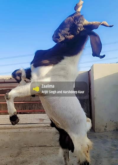 HEAVY WEIGHT  BAKRA QURBANI 2026