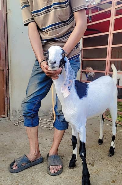HEAVY WEIGHT  BAKRA QURBANI 2026