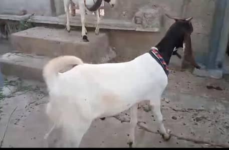 2 Dant Ghr k Pale hoye Bakre Jori
