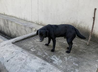 Lebrador adult male