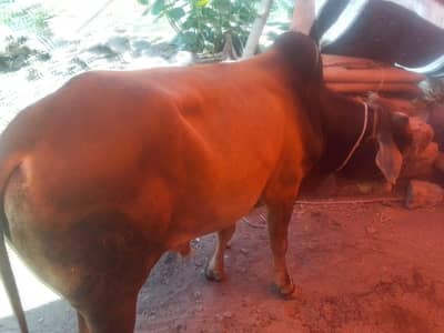 bhachra available