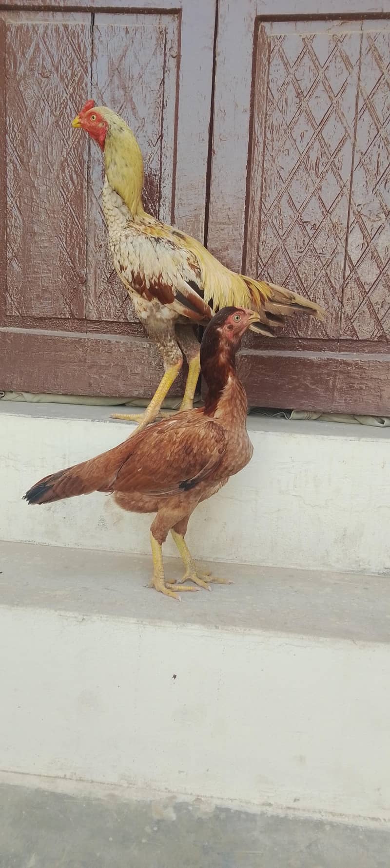 aseel pair 0