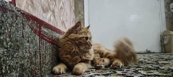 Persian cat