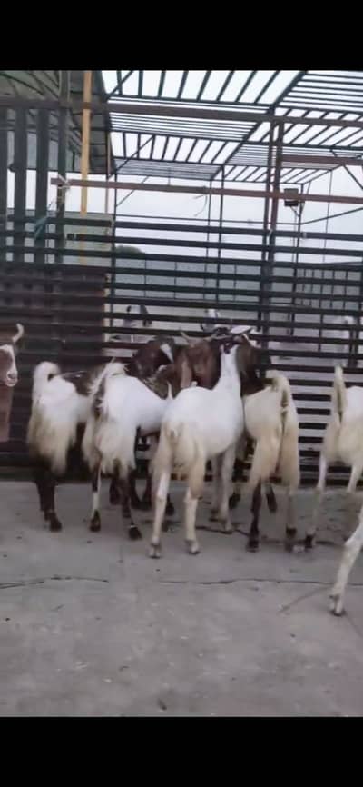 MASHALLAH 11 GOATS SAB MALE 2 DANT BLADE KHASSI