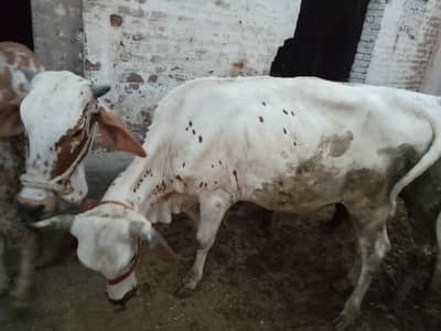 special Eid Sale