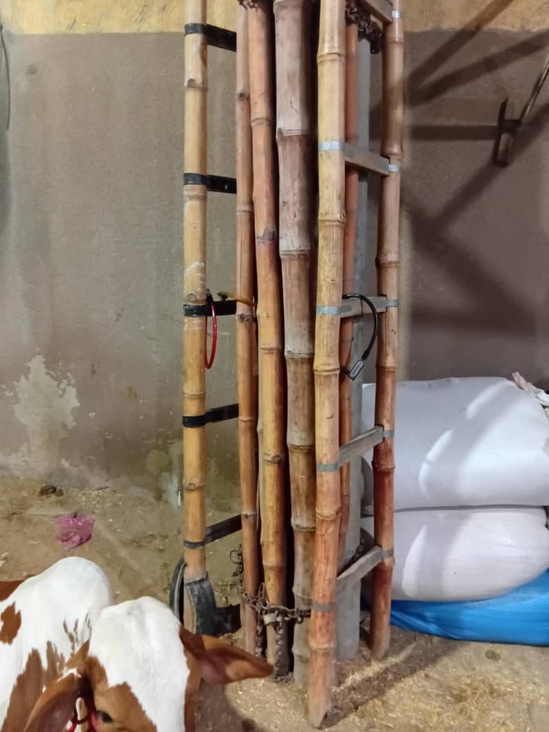baans(bamboo) 0