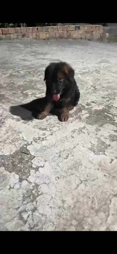 German shepherd