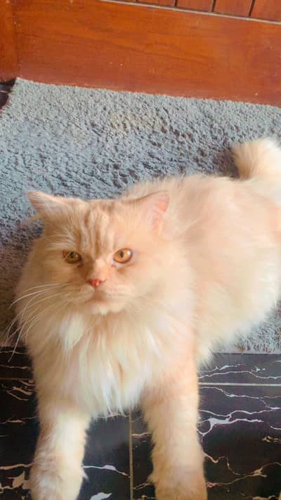 Brown cat for free