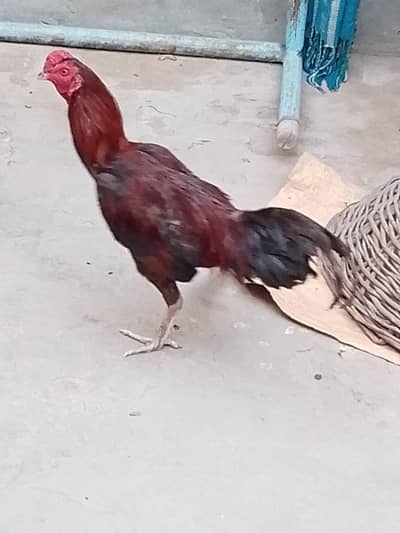 Aseel murga