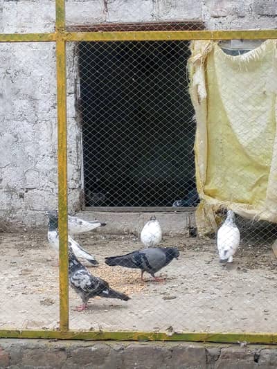 High fly pigeon