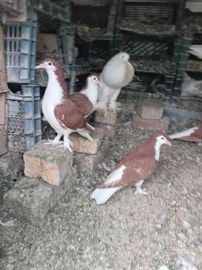 Pigeon sherazi chicks