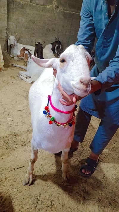 Goats for sale . .