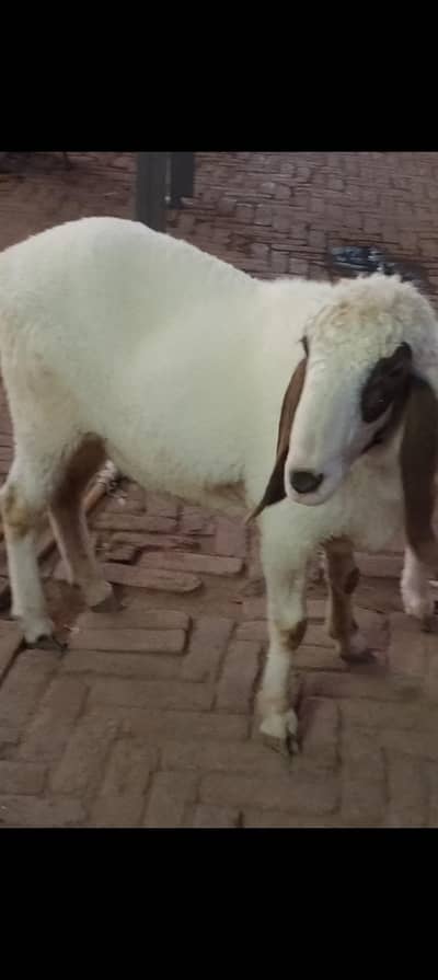 chatra for sale