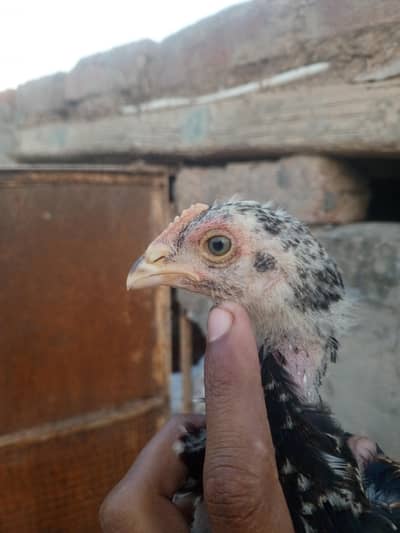 aseel chiks