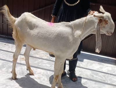 Beautiful khasi jumbo size bakra for sale