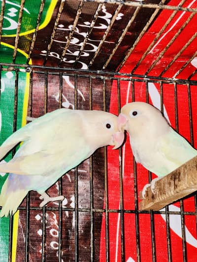 Love Birds And Cocktails