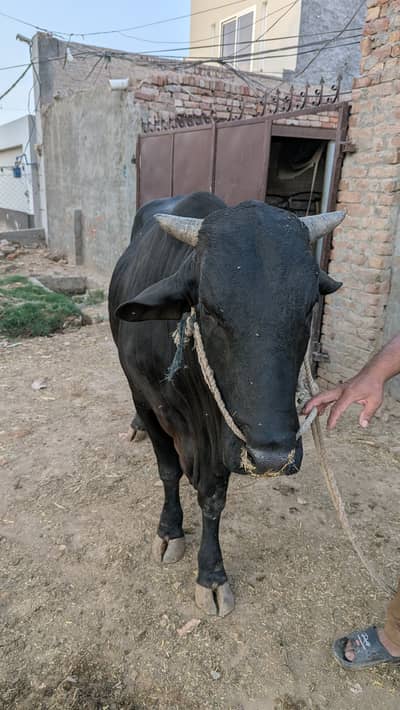 Qurbani Bachra | Wacha | Qurbani Bull For sale