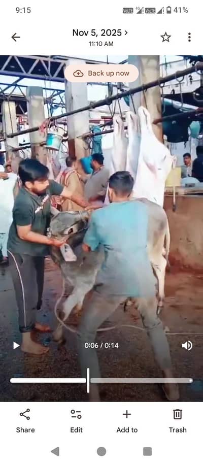 qasai professional