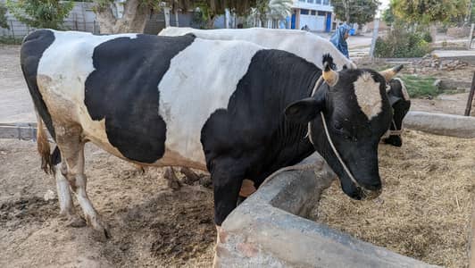 Qurbani Bachra | Wacha | Qurbani Bull For sale