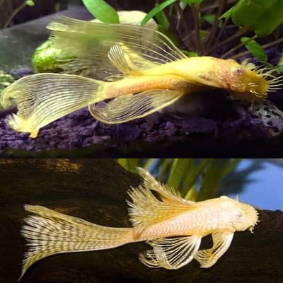 Albino Red Eye Longfin Bristlenose pleco 3inch 2 pieces