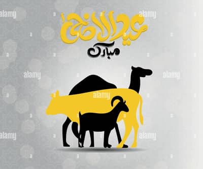 3 Hiissa available for qurbani